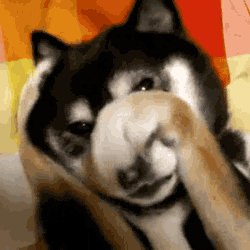 embarrassed dog